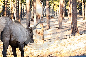 A Male Elk in Grand Canyon National Park, Arizona