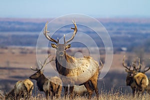 Male elk with herd, Kansas