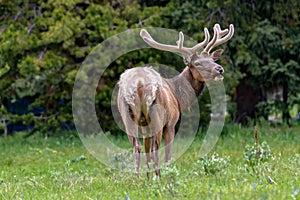 Male Elk with huge antlers