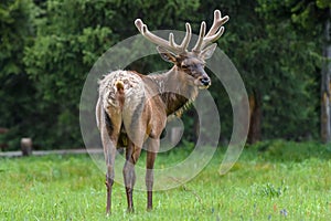 Male Elk with huge antlers