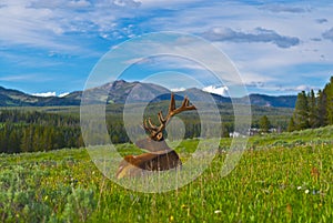 Male elk with large antlers