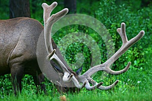 Male Elk with Large Antlers