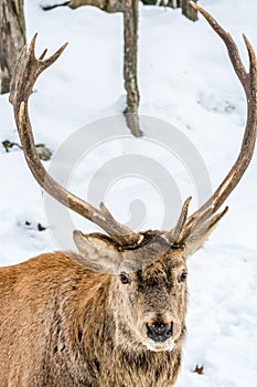 Male Elk Looking Foward for a Christmas Sleigh Ride