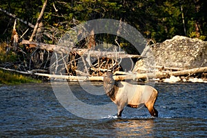 Male Elk in Madison River