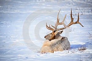 Male Elk, National Elk Refuge