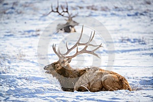 Male Elk, National Elk Refuge photo