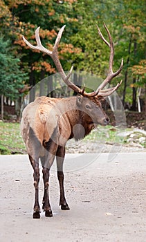 Male Elk on the Road