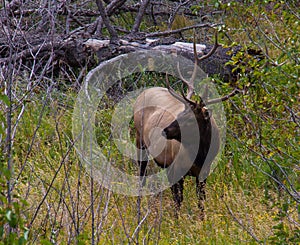 Male Elk in Rocky Mountain National Park