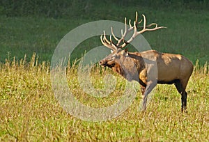 Male Elk in rut at Cataloochee.