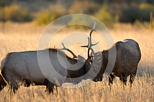 Male elk sparring