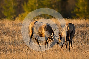 Male elk sparring