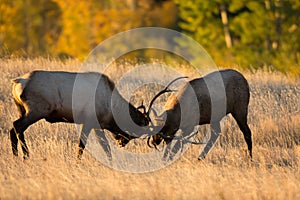 Male elk sparring