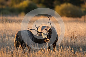 Male elk sparring