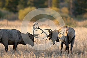 Male elk sparring photo