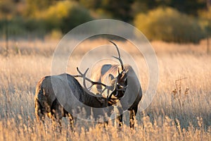 Male elk sparring