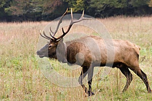 Male Elk Walking