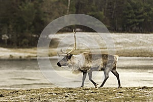 Male elk walking in a field