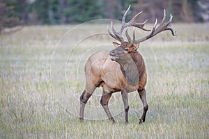 Male Elk or Wapiti calling in Jasper National Park.Alberta.Canada