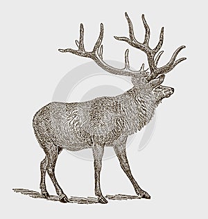 Male elk or wapiti cervus canadensis in side view