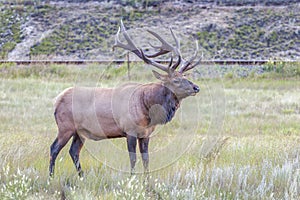 Male Elk or Wapiti in Jasper National Park.Alberta.Canada