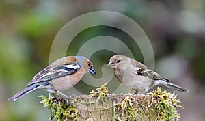 Male and email chaffinches on moss covered post