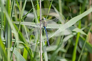 Male Emperor Dragonfly (Anax imperator)