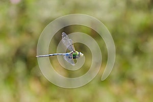 Male Emperor Dragonfly Anax imperator flying, in flight