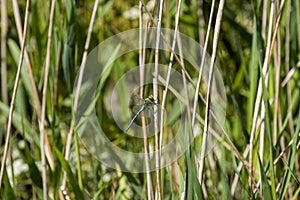 Male emperor dragonfly, or blue emperor dragonfly, Anax imperator