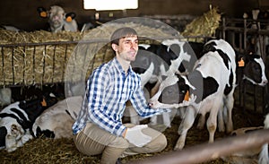Male employee with dairy cattle in livestock farm