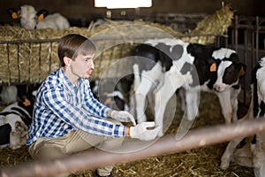 Male employee with dairy cattle in livestock farm