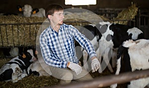 Male employee with dairy cattle in livestock farm