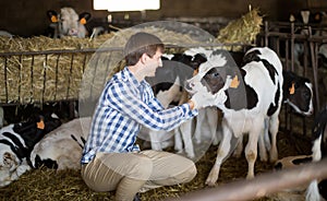 Male employee with dairy cattle in livestock farm