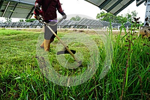 Male employees use lawn mowers to cut grass in the area of solar power plants