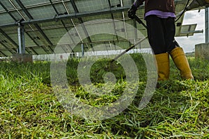 Male employees use lawn mowers to cut grass in the area of solar power plants