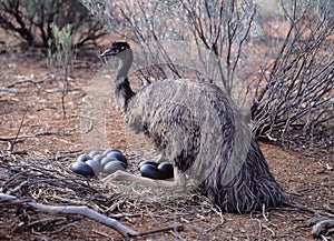Male Emu