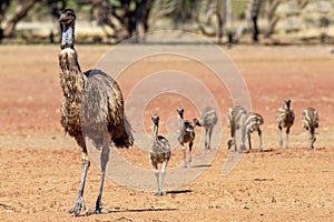 Male Emu and chicks