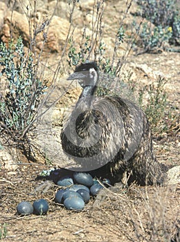 Male Emu sitting on eggs