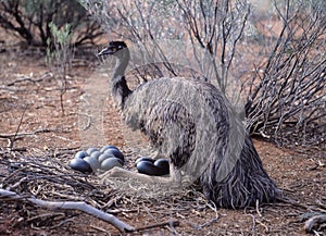 Male Emu