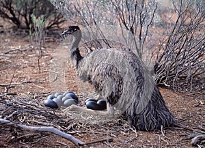 Male Emu photo