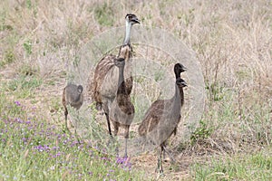 Male Emu