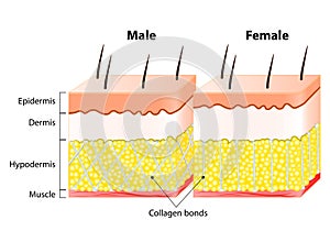 Male end female Skin. Structure and Different