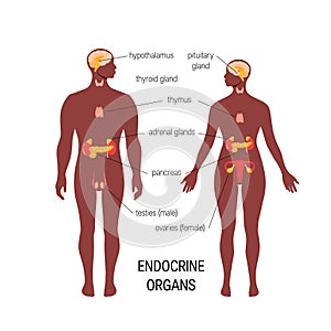 Male endocrine organs. Simple vector infographic in flat style