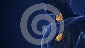 Male muscarinic acetylcholine receptor endocrine system