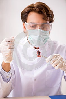 The male entomologist working in the lab on new species
