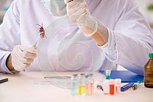 The male entomologist working in the lab on new species