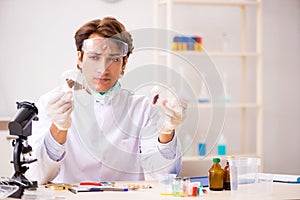 The male entomologist working in the lab on new species