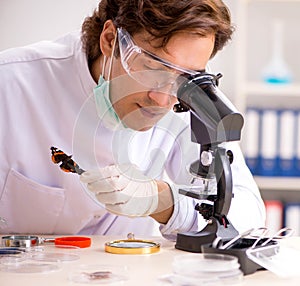 Male entomologist working in the lab on new species