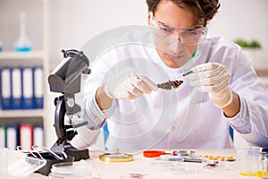 The male entomologist working in the lab on new species photo