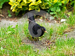 Male Eurasian blackbird in garden on ground for feeding