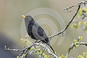 Male Eurasian Blackbird turdus merula singing in a tree